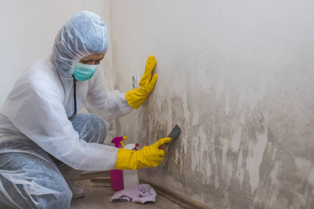 Best Bathroom Mold Remediation in Sunland Park, NM