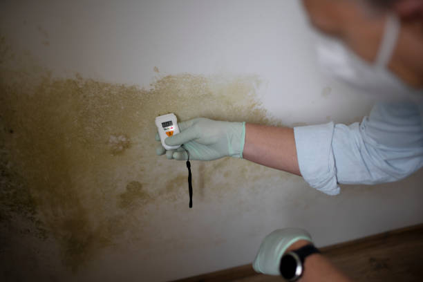 Best Preventive Mold Services in Sunland Park, NM