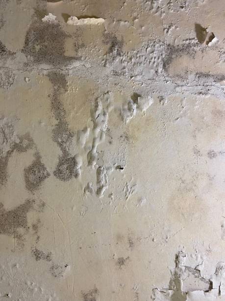 Best Black Mold Remediation in Sunland Park, NM