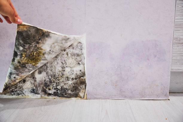 Best DIY Mold Remediation Support Services in Sunland Park, NM